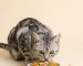 Cat eating a fresh-cooked meal