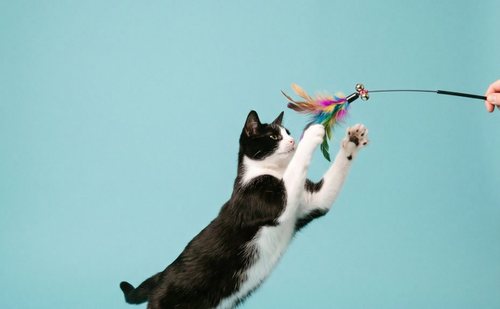 Cat leaping at a feather toy