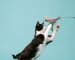Cat leaping at a feather toy