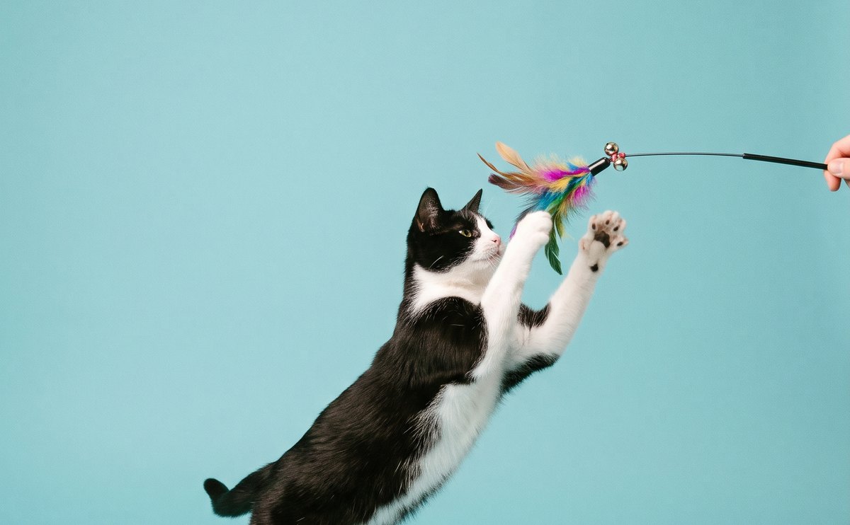 Cat leaping at a feather toy