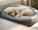 Puppy asleep in a dog bed