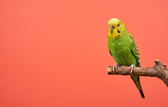 Parakeet on a branch