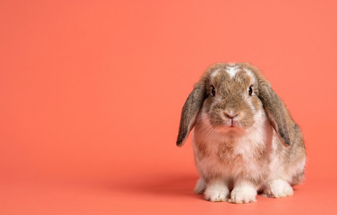 Lop-eared rabbit
