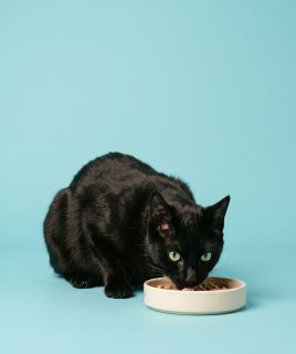 Black cat eating wet food