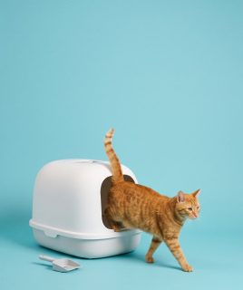 Tabby cat leaving a covered litter box