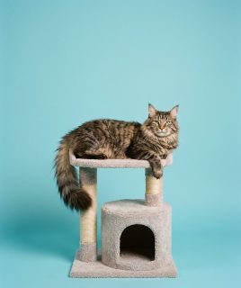 Maine Coon on a cat tree