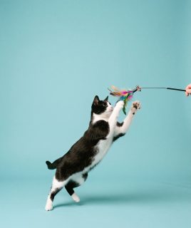 Tuxedo cat leaping at a feather toy