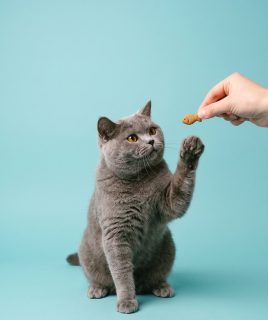 Gray cat reaching for a treat