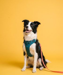 Border collie in a harness and leash