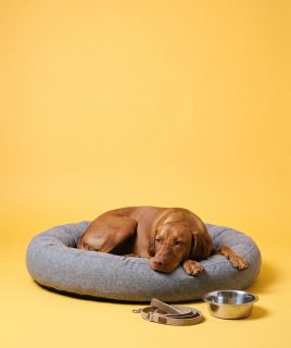 Vizsla resting on a dog bed
