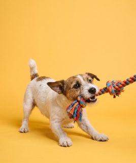 Terrier tugging a rope toy