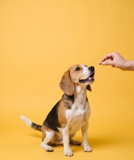 Beagle catching a dog treat