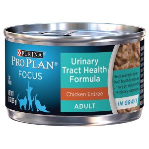 wet food
